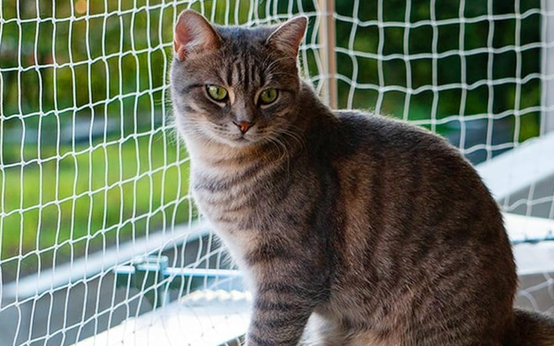 Cats Netting