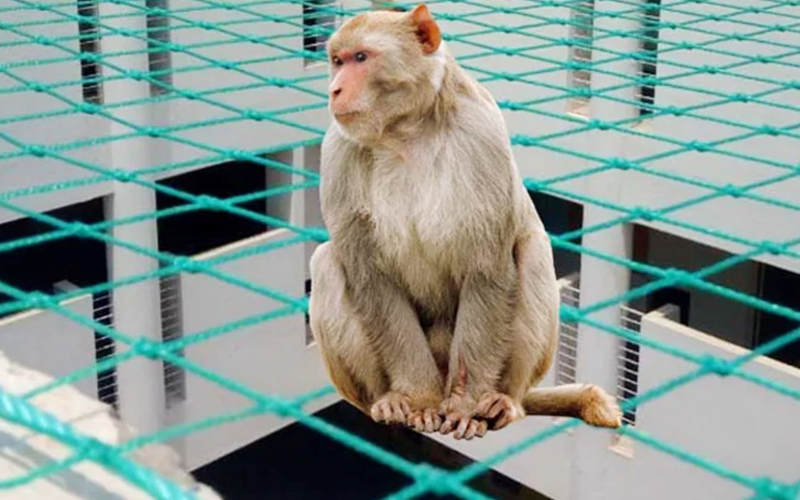 Best Monkey Netting Services In Delhi