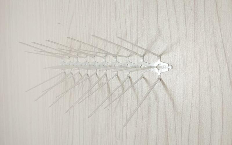 Best Bird Spikes Services In Delhi